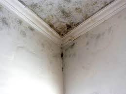 Best Post-Construction Mold Inspection  in Sheffield Lake, OH