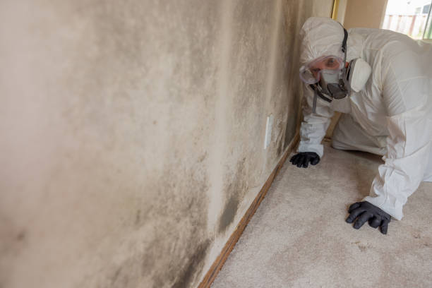 Professional Mold Removal & Remediation in Sheffield Lake, OH